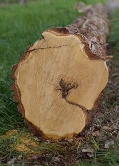 Milieu en duurzaamheid bij ecologische keukens